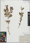 Foto von Salix myrsinifolia Salisb. x Salix repens L.